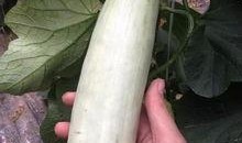 成县的吃瓜网红,带你领略地方美食风情